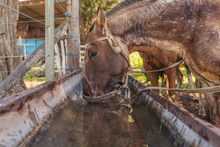 Side View Of Brown Horses Drinking Water While Pulling Neck On Barnyard In Bright Day