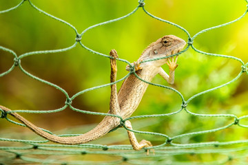 Wall Mural - A light brown chameleon perched on a green rope net with a green tree behind. As if he was secretly looking