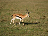 Fototapeta Sawanna - Thomsons gazelle, Eudorcas thomsonii