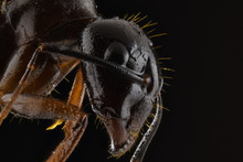 Closeup Magnified Part Of Black And Brown Ant With Glossy Head And Legs