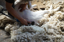 Unrecognizable Farm Worker Removing Wool From Sheep With Professional Tool On Ground In Shed