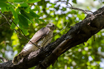 bird on a branch