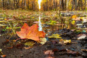 Wall Mural - yellow maple leaf on a background of an autumn park reflected in water