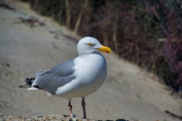 Wall Mural - european herring gull on heligoland