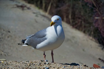 Wall Mural - european herring gull on heligoland