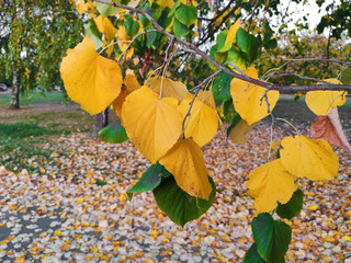 Poster - autumn leaves in beautiful fall park