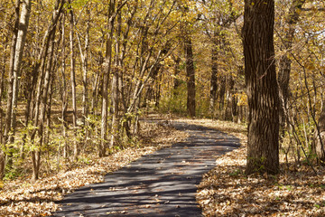 Wall Mural - Landscape view of a paved walking trail leading into a forest on a sunny autumn day