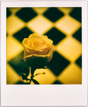 Yellow Rose Vintage Polaroid