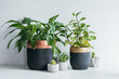 © Lumina/Stocksy - Plants and Pots