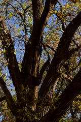 Wall Mural - Upward view of an old mature multi-trunk tree with autumn color leaves and clear blue sky background