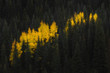 © Casey Mac Photo/Stocksy - Yellow Aspens