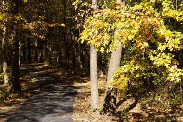 Wall Mural - landscape view of a paved walking trail leading into a forest on a sunny autumn day