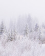 © Casey Mac Photo/Stocksy - Snowy Winter Forest