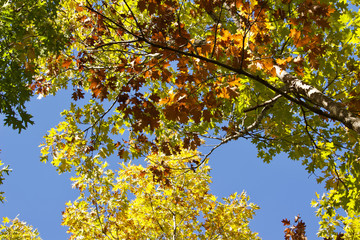 Wall Mural - upward view texture of autumn color tree tops with clear blue sky background