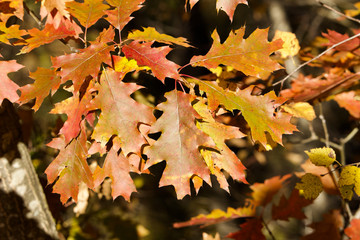 Wall Mural - close up view of bright copper color oak tree leaves on a sunny autumn day