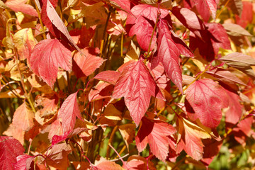Wall Mural - close up view of bright red color compact cranberry bush leaves on a sunny autumn day