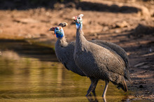 Helmeted Guinea-fowl Pair At The Waters Edge Having A Drink Of Water On A Hot Summers Morning 