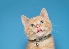 Portrait Of An Adorable Fluffy Orange Ginger Tabby Kitten Wearing A Shiny Collar With Bell. Looking Up With Tongue Sticking Out. Blue Background With Copy Space.