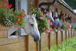 White horses in a row looking outside the open type stable decorated with flowers. Animal portrait.