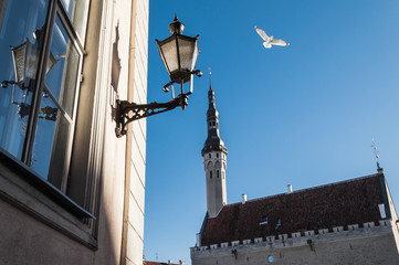 Wall Mural - Town hall tower, street lamp and bird in Tallinn