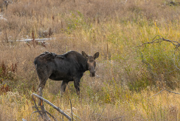 Canvas Print - Cow Moose in Autumn in Wyoming