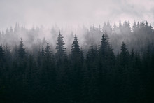 Pine Forest In Mist