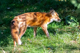 Fototapeta Psy - A red fox standing in the grass, portrait