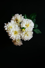Beautiful White Dahlia Flowers