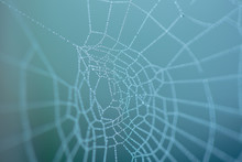 Dewy Uneven Spider Web