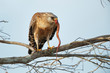 © Paul Tessier/Stocksy - Red-shouldered Hawk