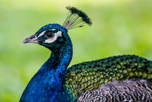 Peacock On Green Background