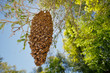 © Paul Tessier/Stocksy - Honey Bee Swarm
