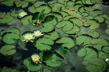 Lotus Flowers quietly floating in a pond. Relaxing nature.