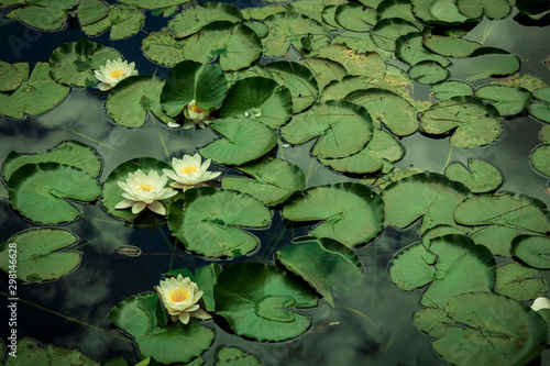 Fotografía Lotus Flowers quietly floating in a pond. Relaxing nature.