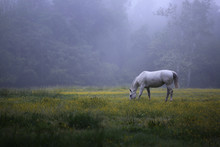 Horse Grazing In Meadow