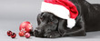 Labrador mit Weihnachtsmütze