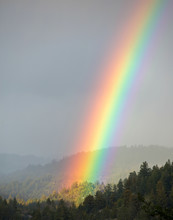 Bright Rainbow Shining On A Valley Of Trees