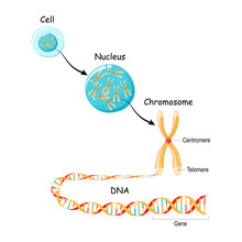 From Gene To DNA And Chromosome In Cell Structure. Genome Sequence.