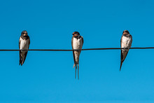 Three Young Swallows