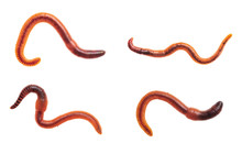 Macro Shots Of Red Worm Dendrobena, Earthworm Live Bait For Fishing Isolated On White Background.