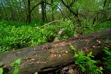 Wall Mural - Pilze im Nationalpark Polesie, Polen - mushrooms in Polesie National Park, Poland