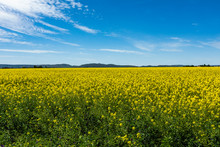 Yellow Rapeseed Field In Bellevue, Idaho, USA