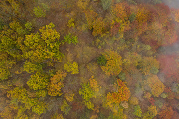 Wall Mural - Top down view of colorful autumn forest with fog