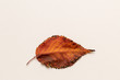 Top view of a single autumn leaf on a white canvas background