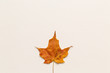Top view of a single autumn leaf on a white canvas background
