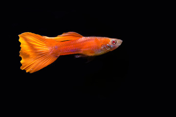 Wall Mural - Superb male albino full red guppy fish 