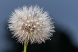 Fototapeta Dmuchawce - Close-up image of Dandelion with water bubble