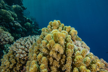 Coral reefs and water plants in the Red Sea, Eilat Israel