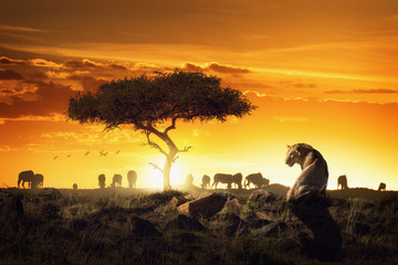 African Safari Sunset Scene With Lioness