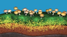 Mycelium Network , Fungal Root System Growing Underground . Mushrooms On Grass.  3d Rendering